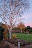 Top tips for trees – what you really need to know before you prune your trees – The Middle-Sized Garden