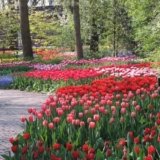 GPOD on the Road: Keukenhof