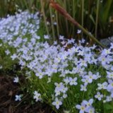 Underrated Flowers of Spring – FineGardening