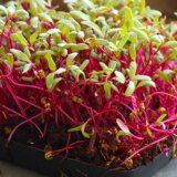 The Health Benefits and Culinary Magic of Microgreens and Sprouts