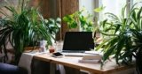 23 of the Best Plants for Your Home Office