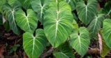 41 Exceptional Philodendron Varieties | Gardener’s Path