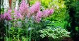 21 of the Best Salt-Tolerant Shade Perennials