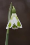 galanthophilia! a passion for snowdrops, with david culp