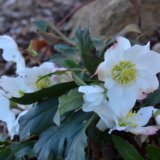 January in Carol’s Garden – FineGardening