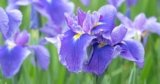 Common Reason Why Irises Fail to Bloom