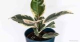 Ficus Tineke Rubber Plant Care Guide