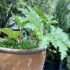 How Much Sun Do Fuchsia Plants Need?