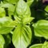 15 of the Best Mint Varieties to Grow at Home