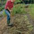 How to Plant and Grow Butterkin Squash